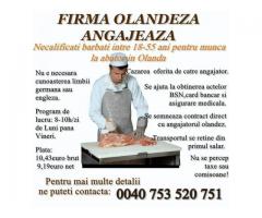 Angajam muncitori necalificati