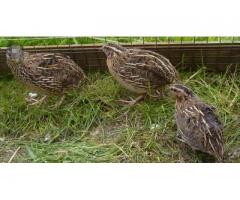 Vindem pui de prepelita, oua si carne de prepelita