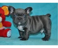 Catelusii bulldogi francezi pentru adoptie