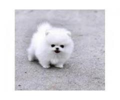 Bărbat Pomeranian fără valoare pentru adopție