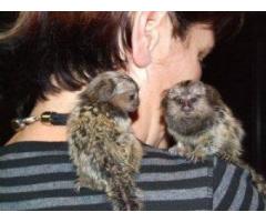 frumoase maimuțe marmoset deget pentru adopție