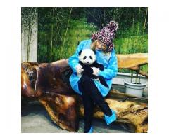 Panda de calitate superioară pentru adopție