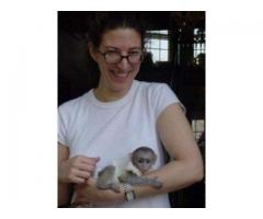 Calitate Maimuțe cu capucini pentru adopție