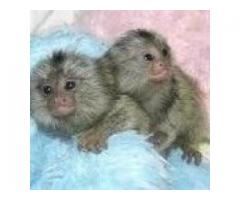 maimuțe afectuoase marmoset pentru adopție