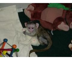 Maimuțe sănătoase bine socializate pentru X-Mass