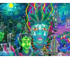 Etnobotanice Legale engross 2020