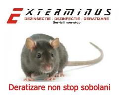deratizare nonstop