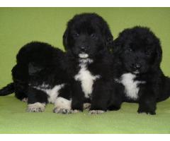 Pui de ciobanesc romani