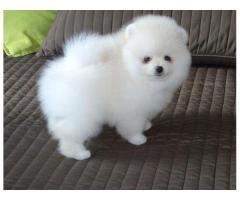 Catelus al Pomeraniei Albe neprețuite pentru adoptare