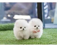 Pui de pomeranian spre adopție