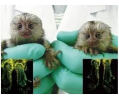 Adorabile maimuțe Marmoset pentru adopție