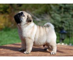 Puii de Mops adorabili