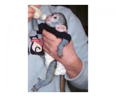 Scutec == == Instruit Capucinilor == == Maimuță pentru adoptare ==